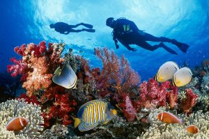Scuba Diving in Arraial do Cabo