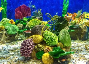 Rio de Janeiro Aquarium: Unveiling the Underwater Marvels