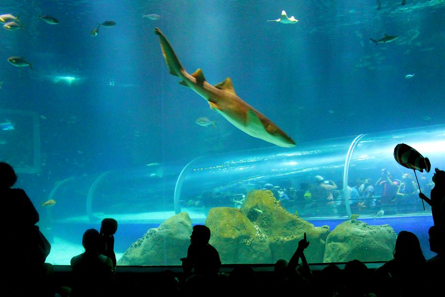 Rio de Janeiro Aquarium shark