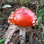 20190503_154426 – Copia (2) – Copia