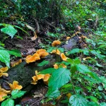 IMG_5532 – Copia – Copia